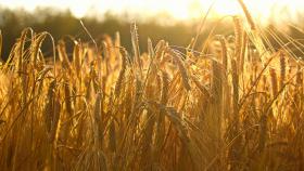 Минсельхоз повысил урожай зерна до 125 млн тонн